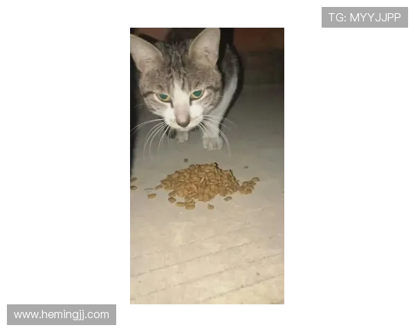 小猫足球明星背后的故事与成长历程揭秘